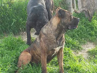cane corso rustico femmina